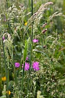 Silene dioica (red campion) amongst meadow grasses