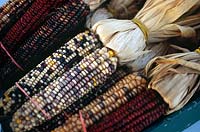 Striped Corn for sale as an ornamental Halloween decoration