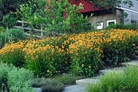 Rudbeckia sp (Black Eyed Susan) planted in a perennial bed. Garden Design by Oehme, van Sweden Associates