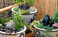 Minature oriental style gardens in large chinese ceramic pots with Ajuga Ivy Cypress Equisetum ornamental grass & herbs