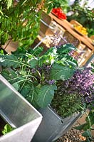Metal cube containers with home grown vegetables & herbs at RHS Chelsea Flower Show rooftop potager garden by Sir Terence Conran