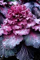 Kale Northern Lights growing as a winter ornamental display vegetable
