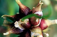 Close up of Tree Onion (Allium cepa Proliferum Group) head and cloves