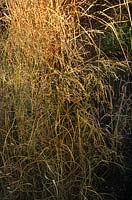 Panicum virgatum Switch Grass Golden coloured grass foliage in late summer