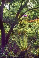 Polystichum setiferum Proliferum Soft Shield Fern planted in a spring garden large bed planted with an ornamental Acer