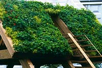 green roof on structure at RHS Chelsea Flower Show