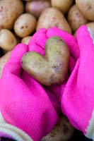 Heart shaped potato held by hands wearing magenta pink gardening gloves