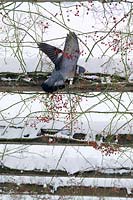 Pigeon feeding on rosehips growing on a wooden pergola