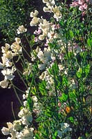 White flowering Lathyrus odoratus Sweet pea
