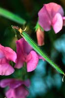 Lathyrus odoratus Sweet pea pink flowers close up with pea pod