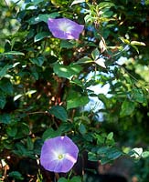 Ipomoea tricolor Morning Glory with purple flowers in summer