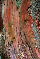 Arbutus x andrachnoides Strawberry tree bark close up