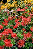 Rhododendron shrubs in flower