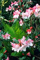 Rhododendron edgeworthii white to pink flowers close up with fern foliage