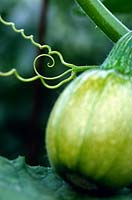 Courgette Squash fruit stem tendrils close up