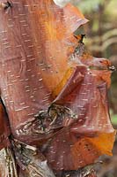 Close up of Betula utilis (Himalayan birch, AJW76) coppery peeling bark