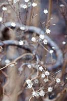 Aster ptarmicoides seedheads with Corylus avellana 'Contorta' contorted stems in winter
