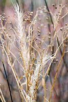 Elymus canadensis and Pycnanthemum tenuifolium (Narrowleaf mountain mint) seedheads in winter