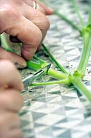 Gardener slicing Pelargonium tomentosum stems with a scalpel to dip into hormone rooting powder