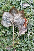 Frost covering fallen Acer pseudoplatanus (sycamore) leaf