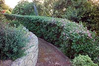 Hedge of Escallonia sp
