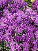Rhododendron Purple Pillow