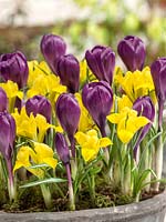 Flower bulb mix with Crocus and Iris