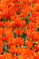 Tulipa greigii Orange Toronto