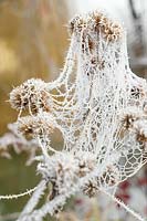 Impression with spider web in the winter