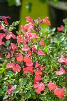 Salvia microphylla Berkeley Barb