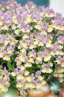 Nemesia French Connection ™ Easter Bonnet
