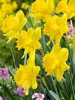 Narcissus Trumpet Amour Royal ®