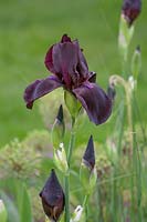 Iris x germanica Study in Black