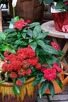 Plant container with annuals Kalanchoe and Impatiens in red