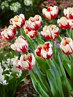 Tulipa Pieter Teyler
