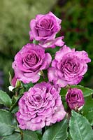 Rosa Dorient Violette Parfumee