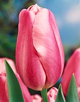 Tulipa Triumph Peerless Pink