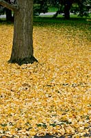 Fall leaves of Ginkgo biloba Princeton Sentry