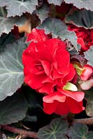 Begonia AmeriHybrid ® Dark Leaf Red