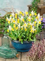 Iris bucharica in pot