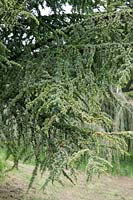 Cedrus libani subsp. atlantica Aurea Robusta