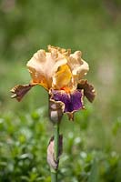 Iris x germanica Delirium