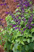 Salvia Brazilian Purple