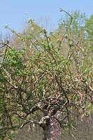 Salix caprea Tortuosa Pendula