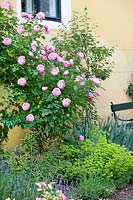 Rosa rubiginosa in the perennial garden