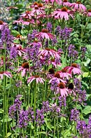 Perennial mix with Echinacea and Stachys