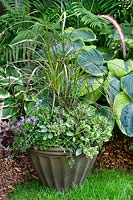 Plant container with Arenaria verna, Sedum kamtschaticum, Campanula portenschlaiana, Pennisetum Fireworks