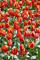 Tulipa Triumph Frohnleiten