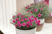Dianthus Star™ Double Series Starlette in pot