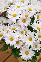 Chrysanthemum Petaluma™ White